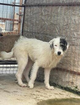 Schüchterne ANNY sucht Zuhause - Neuberg