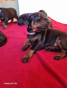 Dobermann Welpen - Breddin