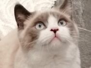 Wunderschöner Reinrassige BKH Junge Kater. - Geislingen (Steige)
