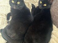2 EKH (Katze + Kater) - Rodenberg