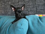 Chihuahua welpen suchen ab sofort ein Zuhausee - Wernigerode