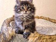 Maine Coon Kitten - Nienburg (Weser)