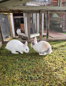 Liebe Zwerghäschen Zwergkaninchen abzugeben - Edling