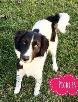 Pickels eine freundliche aktive Hündin - Flörsheim-Dalsheim