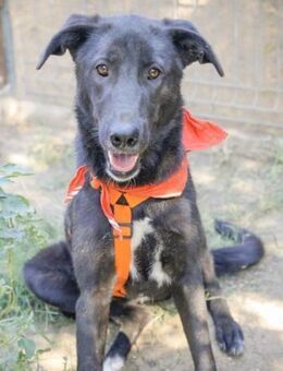 ANASTASIA, ruhig, verspielt, anhänglich - Alfeld