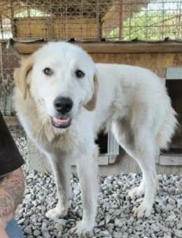 Emma - Pflegestelle oder Zuhause gesucht - Oberwies