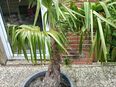 Hanfpalme 130cm in 30890