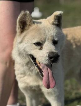 Hachiko sucht sein Zuhause - Nordwalde
