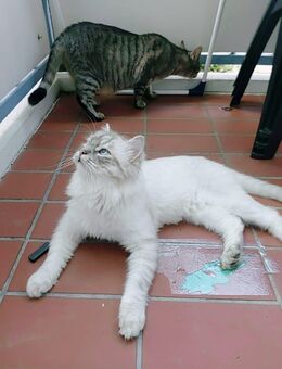 Birma-Katze - Ludwigshafen (Rhein)