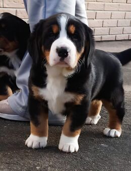 Swissydog Welpen - Berner x Entlebucher Sennenhund - Meißner