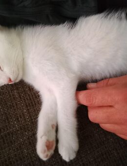 Ekh mix Kitten🐈 - Ratekau
