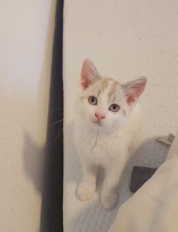 Katzen Babys - Schwerte (Hansestadt an der Ruhr)