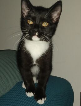 Kater 12 Wochen alt - Wassenberg