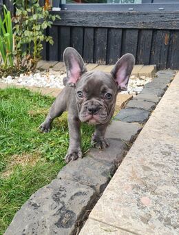 Französische Bulldogge Welpen - Krefeld