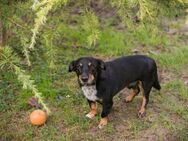 SIDNEY - beinahe unfassbar gut - Overath