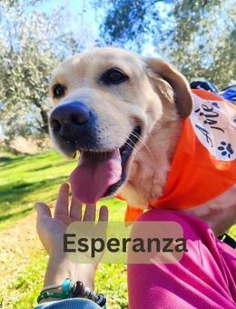 ESPERANZA, w., Labrador, ca. 51 cm - Sipplingen