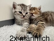 Zuckersüße BKH Kitten in den tollsten Farben