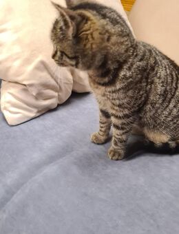 Hauskaterchen zu verkaufen - Panschwitz-Kuckau