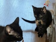 2 Süße Kitten suchen ein neues Heim - Dobersdorf