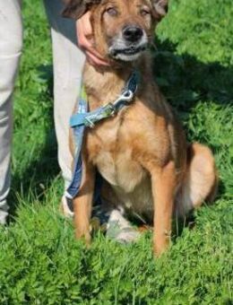 Sumi verschmust, zutraulich u. sehr lieb - Lohra