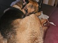 Schäferhund und eine Rottweiler Mix hündin abzugeben - Wendorf