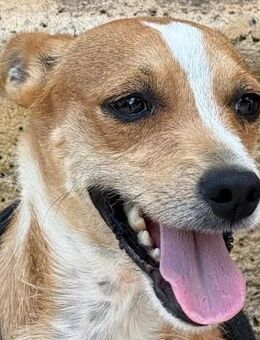 Pionono ist sehr anhänglich - Donaueschingen