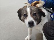 Daisy möchte endlich ein Zuhause - Wallerfangen
