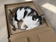 Anhängliche Katze SUKI sucht ihr Zuhause - Berlin