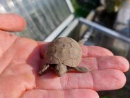 Griechische Landschildkröte - Greven (Nordrhein-Westfalen)