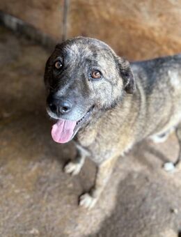 Rory, der Gutmütige 🐾 - Elsdorf (Nordrhein-Westfalen)