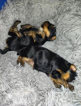 Yorkshire Terrier Welpen - Grevenbroich