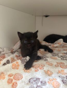 Kitten (EKH) suchen neues Zuhause - Köln