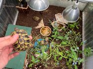 Griechische Landschildkröten aus Hobbyzucht suchen neues Zuhause! - Oberhausen