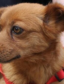 Brooklyn - kleiner Schatz sucht - Berlin
