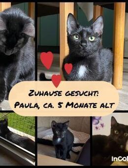 PAULA sucht forever Home❤️ - Saarbrücken