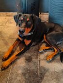Dobermann Junghund in 63939