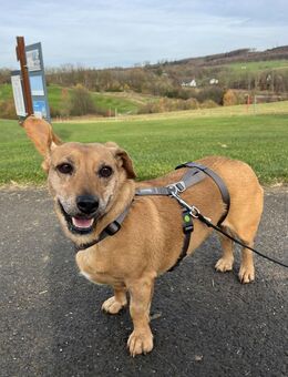 Pepper - sucht sein Für-Immer-Zuhause! - Köln