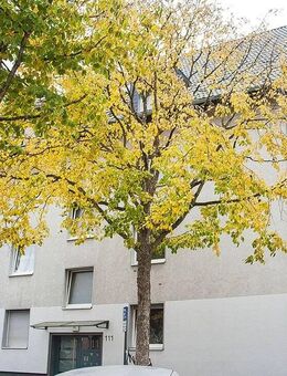 Vermietete Dreizimmerwohnung in Nippes zum provisionsfreien Erwerb - Köln