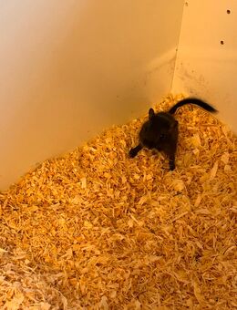 🐭 Mongolische Rennmäuse abzugeben 🐭 - Bernburg (Saale)