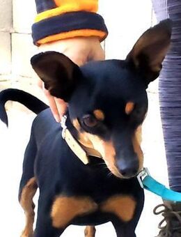 Donat; kleiner Held mit großem Herzen - Geilenkirchen