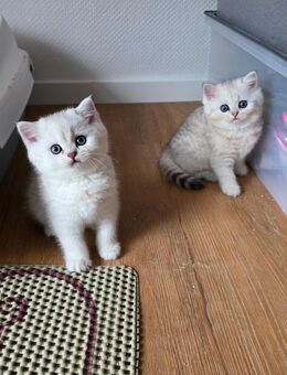 Bkh Kitten vom Züchter mit Stammbaum - Bayreuth