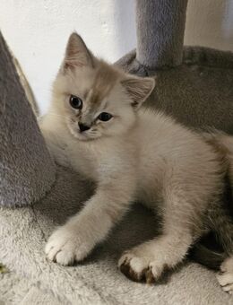 Bkh Kater suchen neues Zuhause - Berlin Spandau