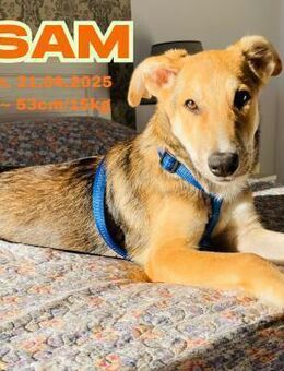 Sam - Team Iuliana - Rinteln