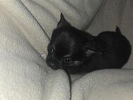 Mini Chihuahua - Jena