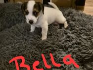 Jack Russel Welpen - Dortmund