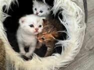 Drei Wunderschöne BKH Kitten ein Mädchen und zwei Jungs - Zahna-Elster