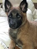 3 reinrassige Malionshündin suchen noch ein Zuhause in 38462