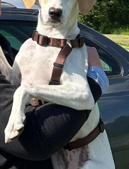 Ira - sucht Hundefreund und❤️ Mensch - Grevenbroich