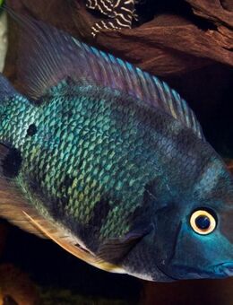 RARITÄT-6 Heros Turquoise Rio Jua Tapajos abzugeben - Chemnitz