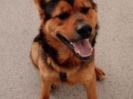 Lieber Scooby - Ellerbek
